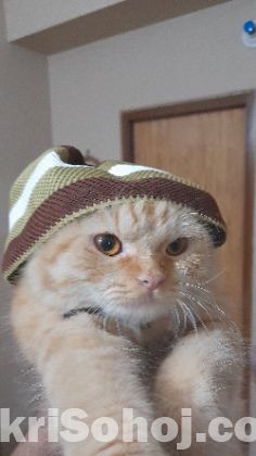 Persian female cat